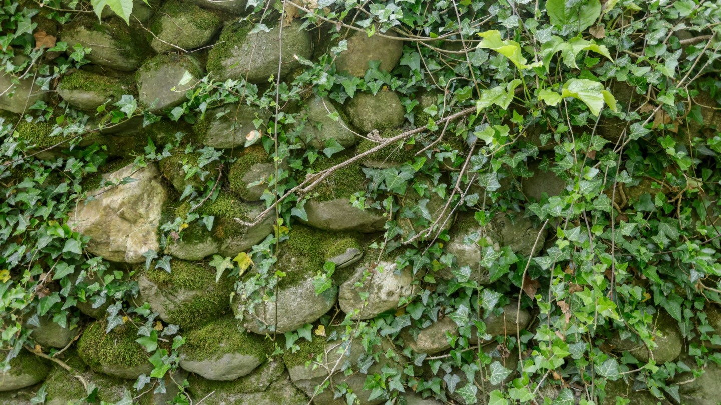 DEI Commitment Criterion Department of Psychiatry and Human Behavior